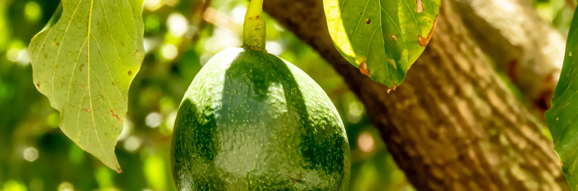 Avocado Tree