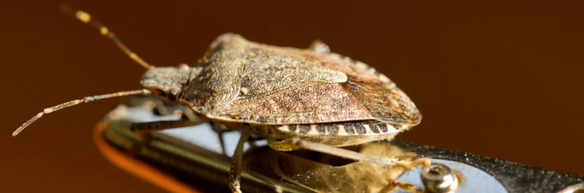 Bug News バグニュース30冊+macintoshゲーム倶楽部+オマケ Invasive Species: Brown Marmorated Stink Bugs | Over the Fence