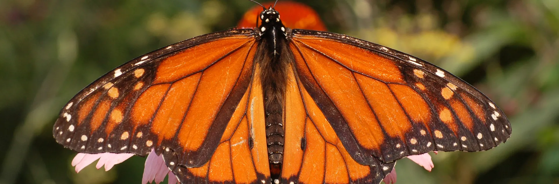 Bright orange monarch butterfly, with its wings fully spread, resting on a plant