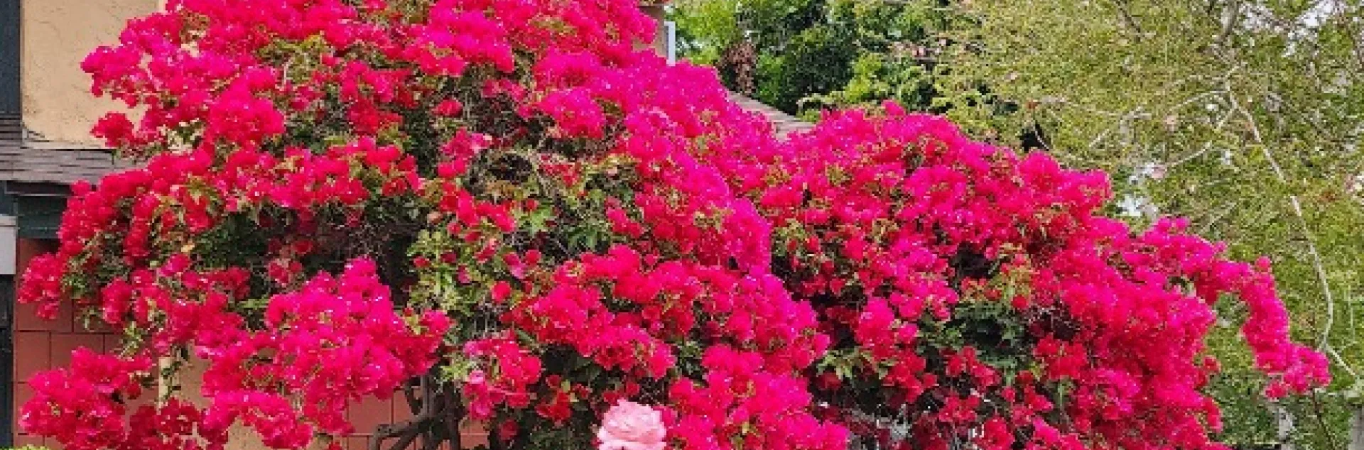 bougainvillea