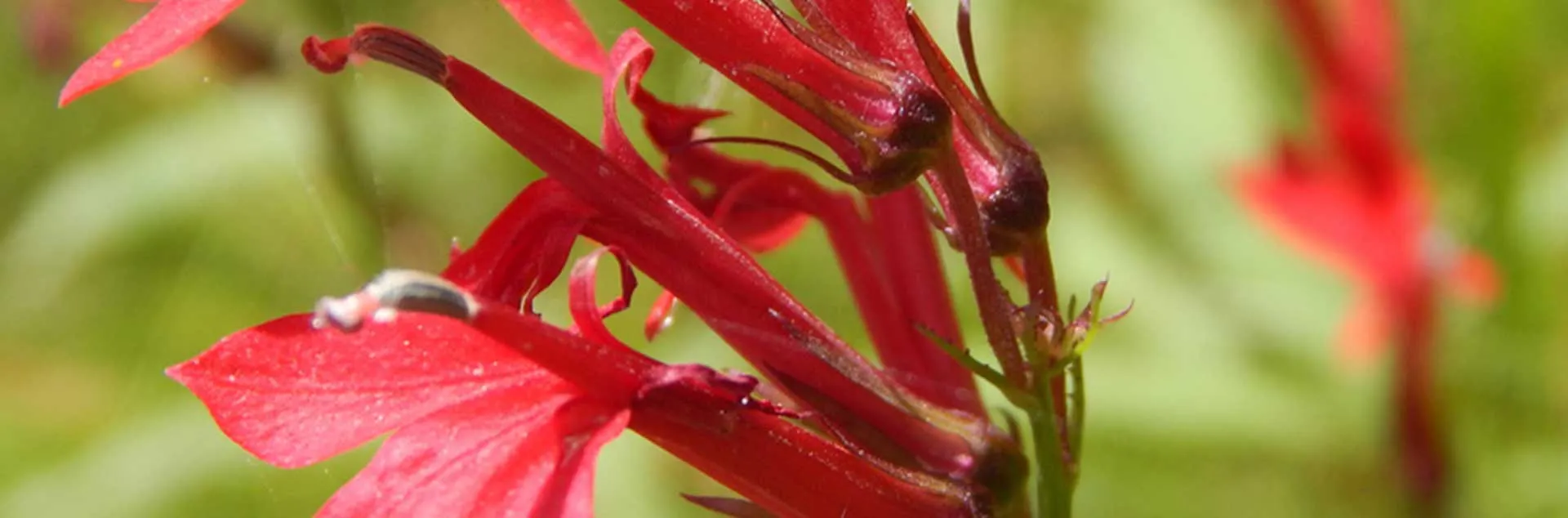 Monarch Nature Trail Volunteer Day