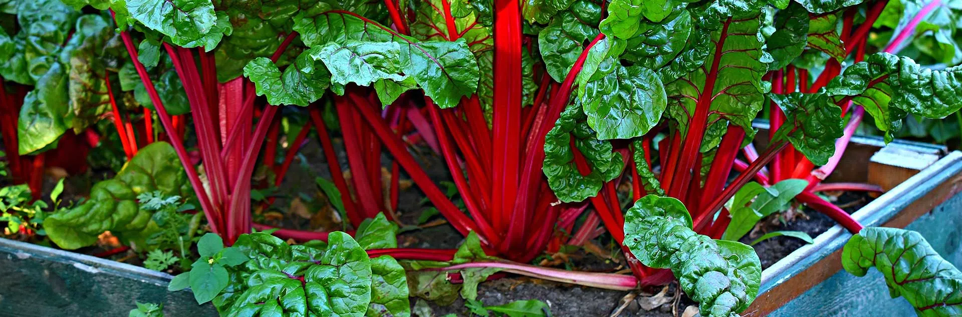 PODCAST: What’s Hot in the Edible Garden with The Produce Hunter