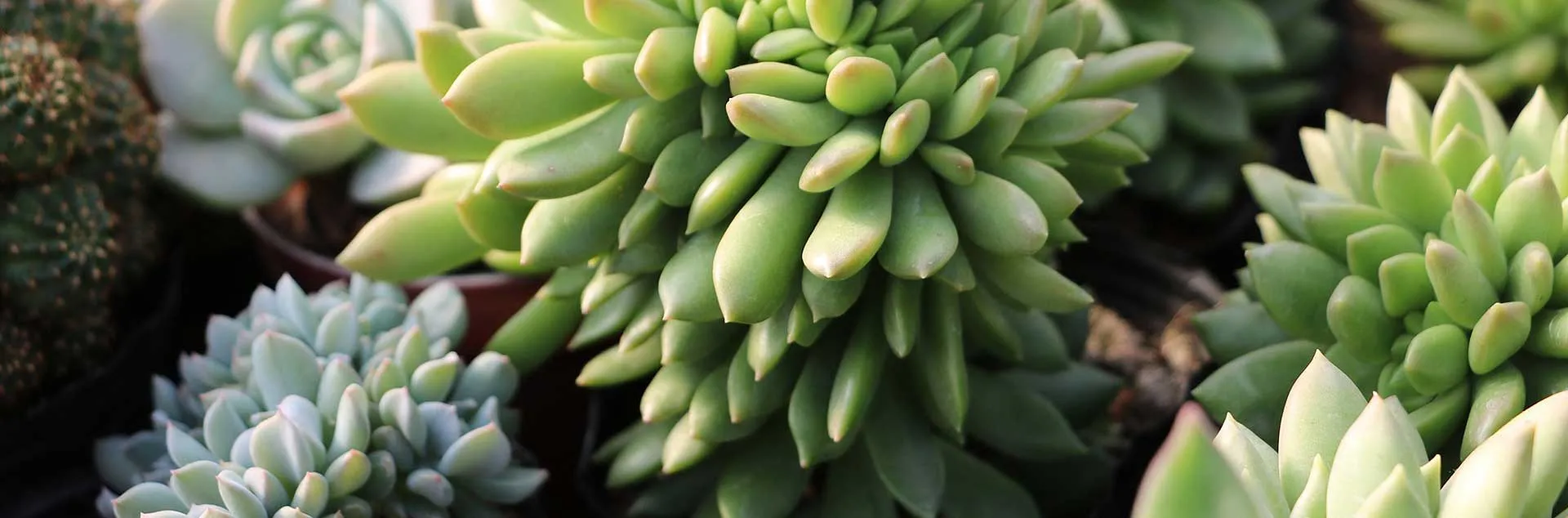 Plants for a Shady Garden