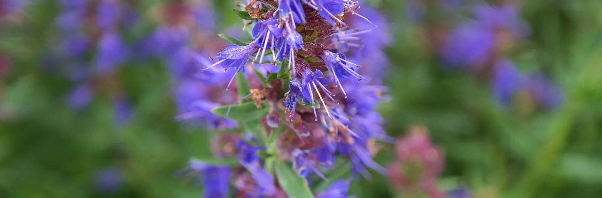 Hyssop