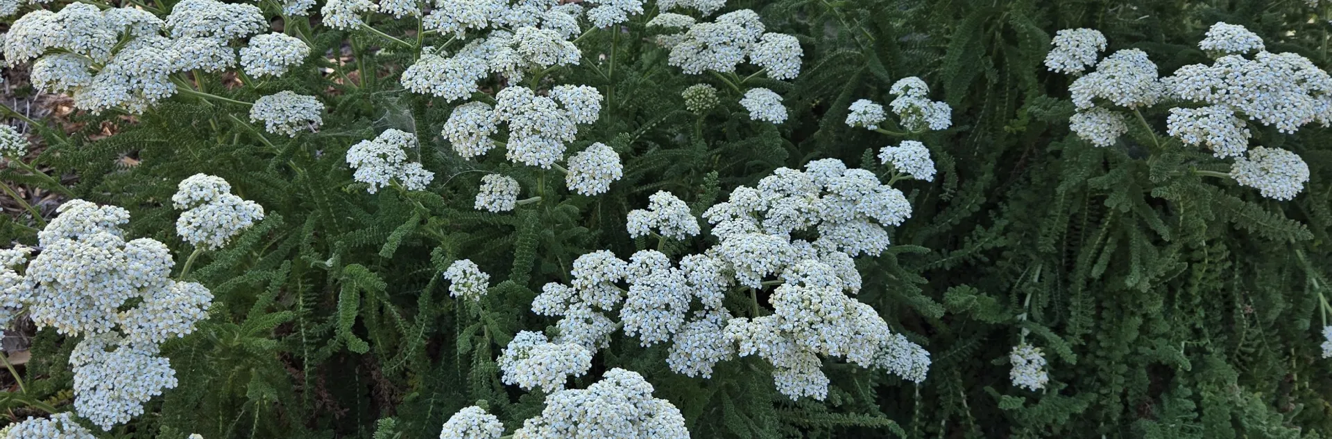 Achillea millefolium Sonoma Coast late June