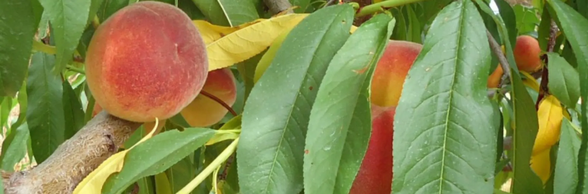 Peach on tree