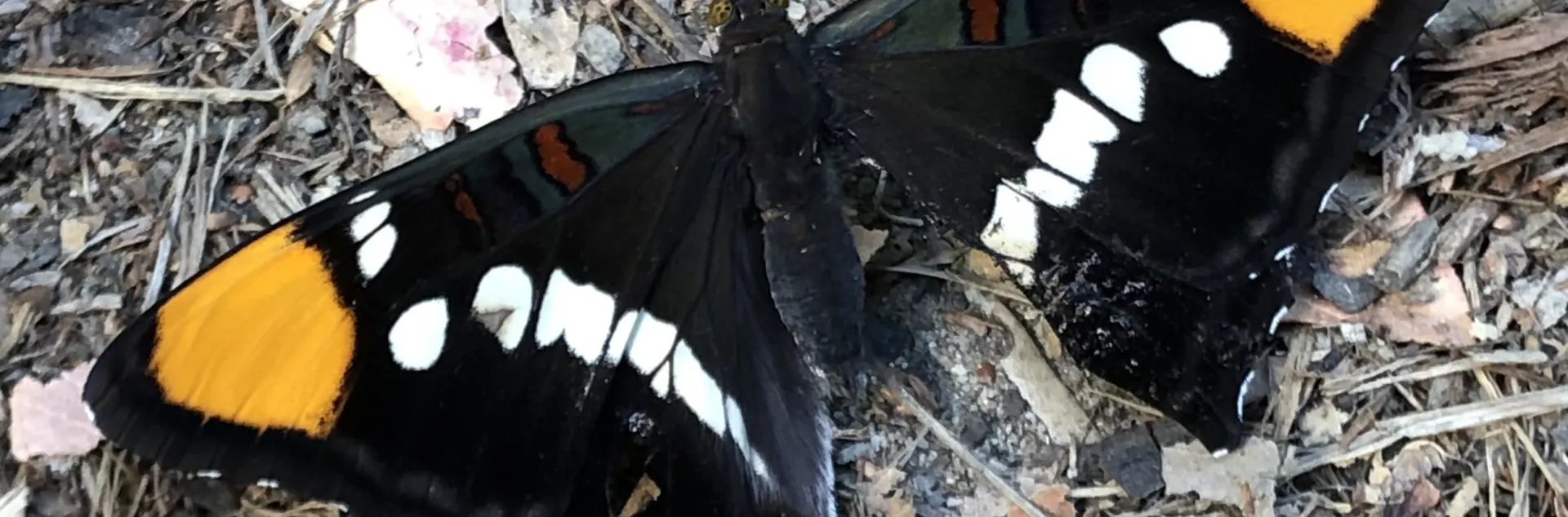 Adelpha californica, California Sister Butterfly is dark brown with white spots and orange patches