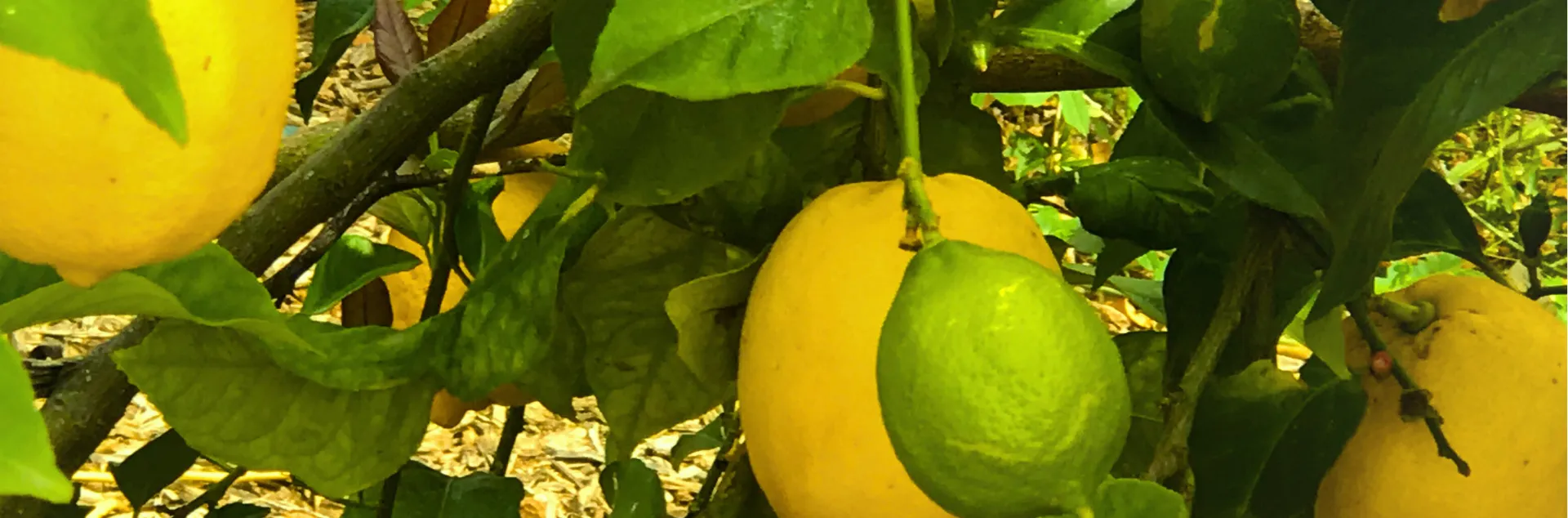 A lemon tree at Lindcove Research and Extension Center