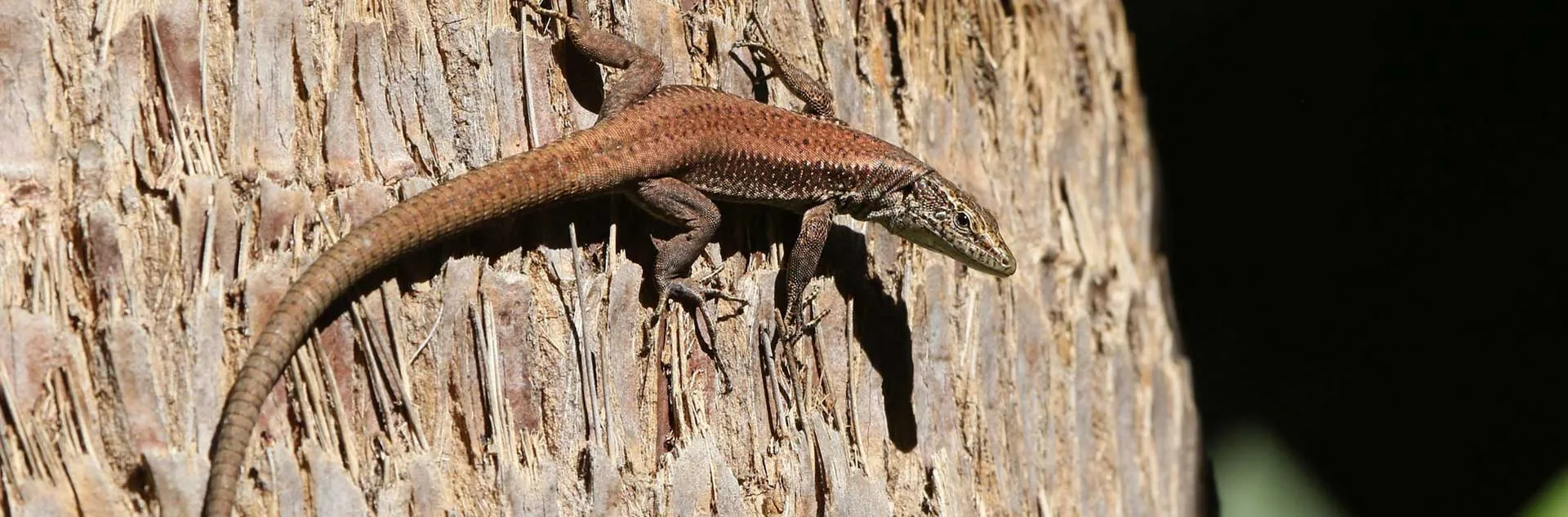 Create a Backyard Wildlife Habitat - Mission Viejo