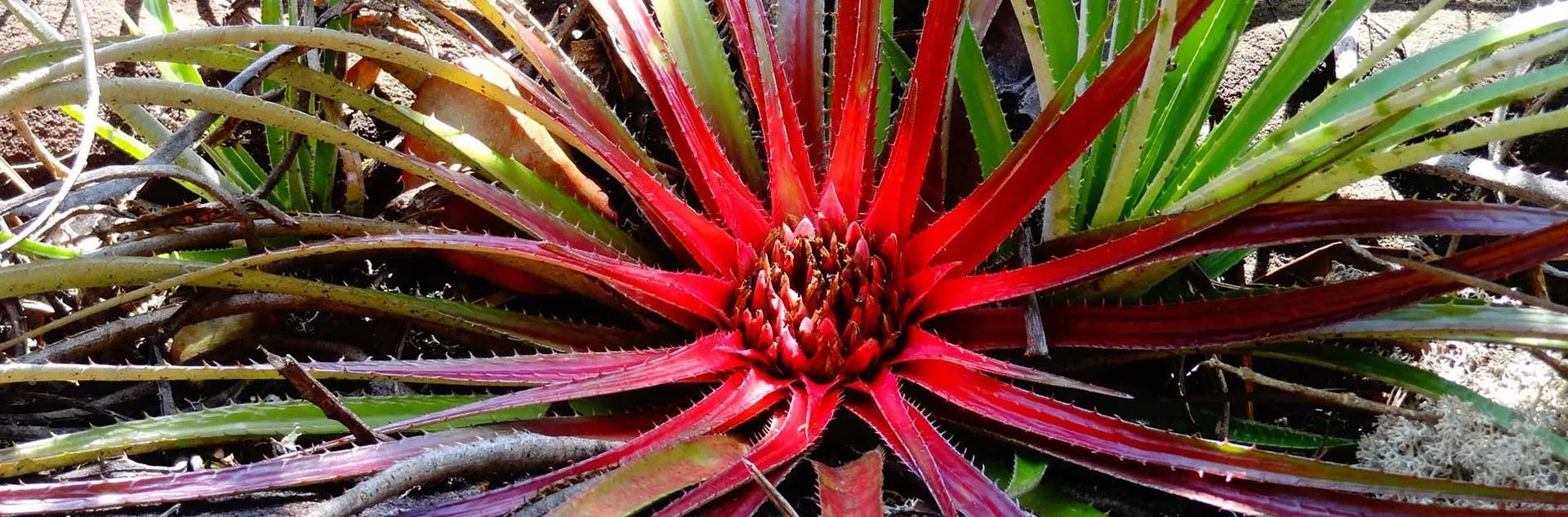 Epiphytes - Zoom Presentation