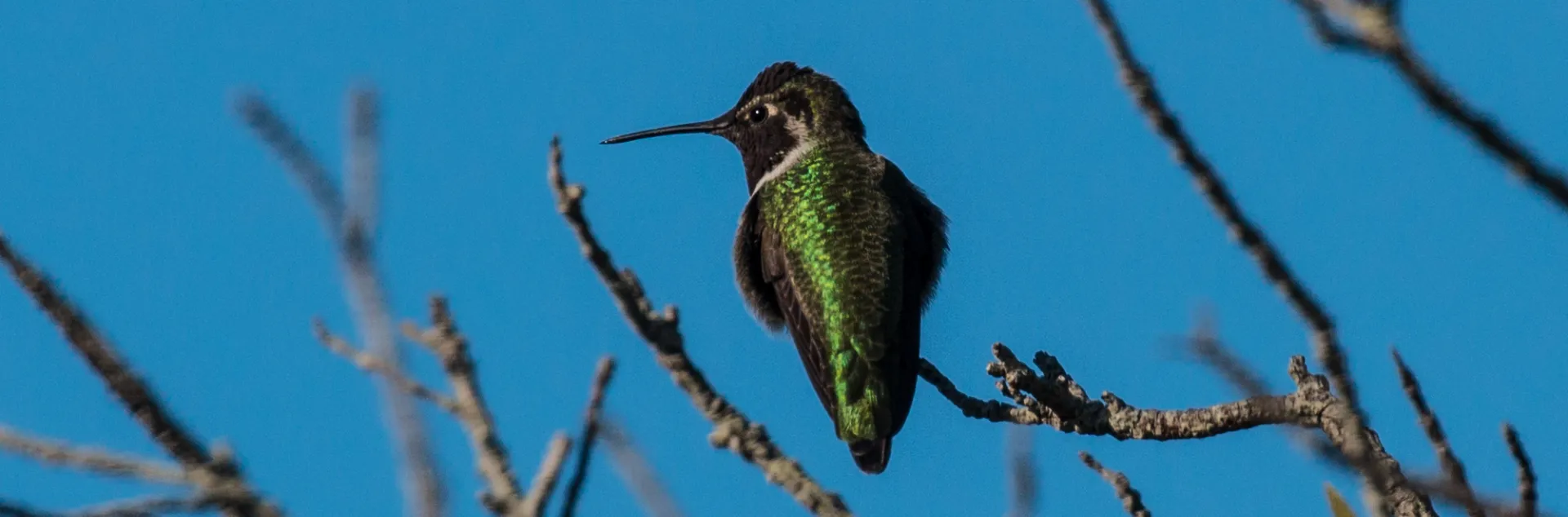 hummingbird