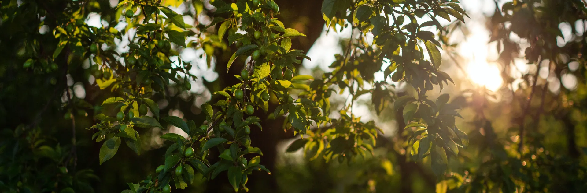 Sunshine through tree