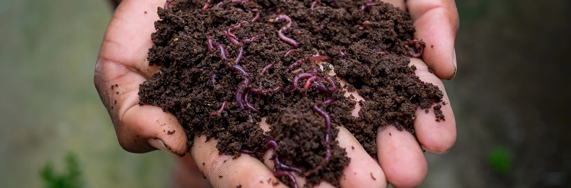 worms in compost