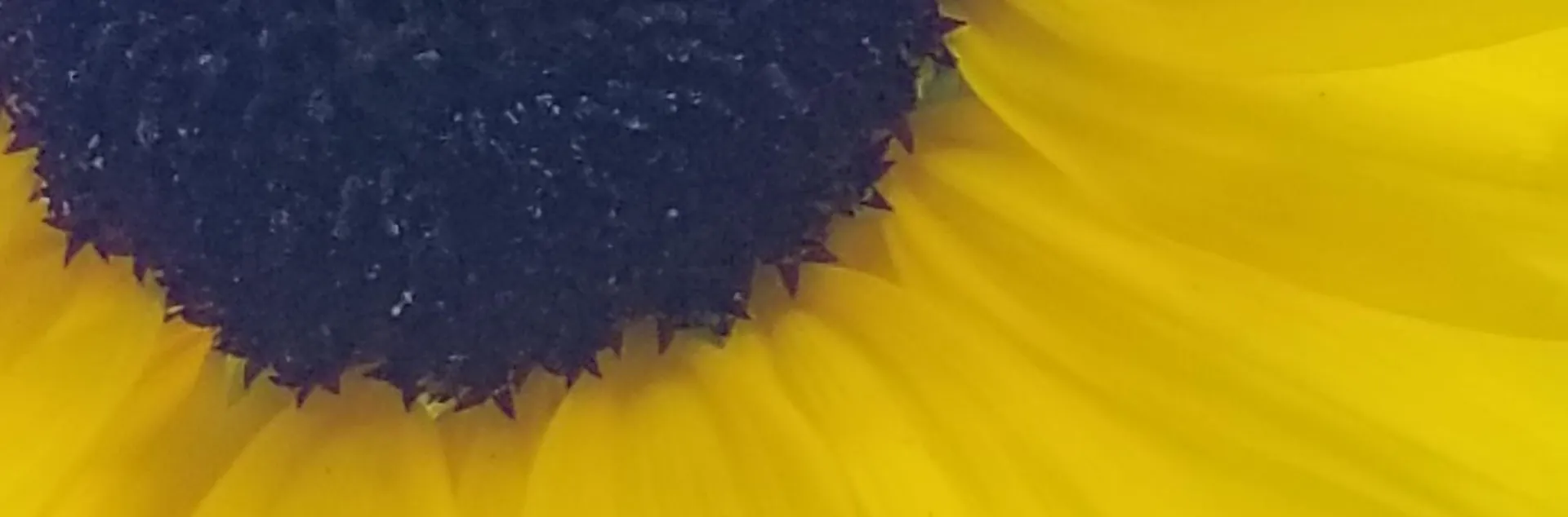 Large yellow sunflower with bees in dark center of the flower