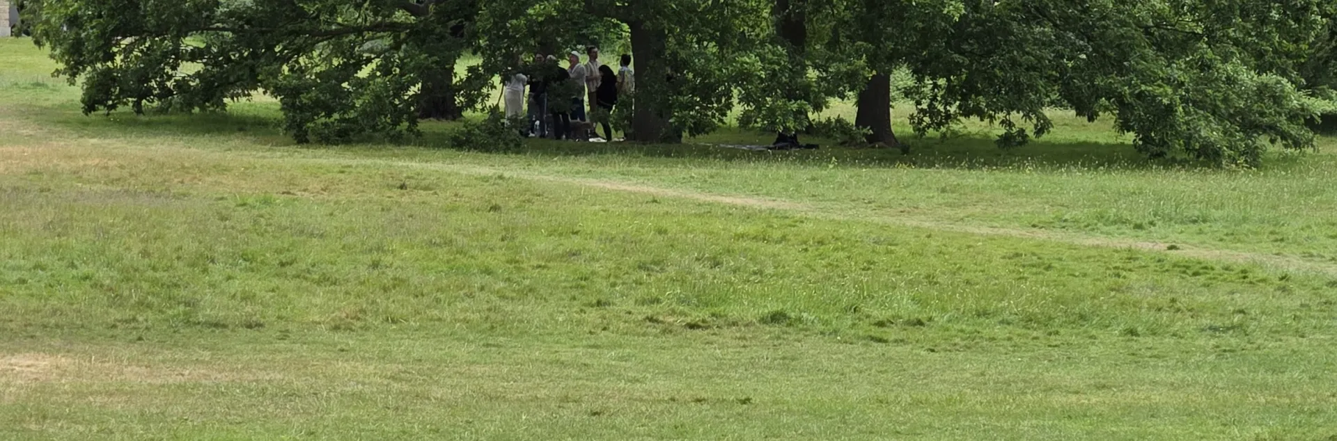 tree for woody plants class