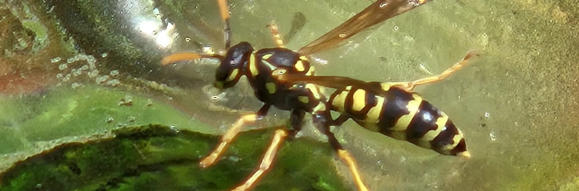 close up wasp