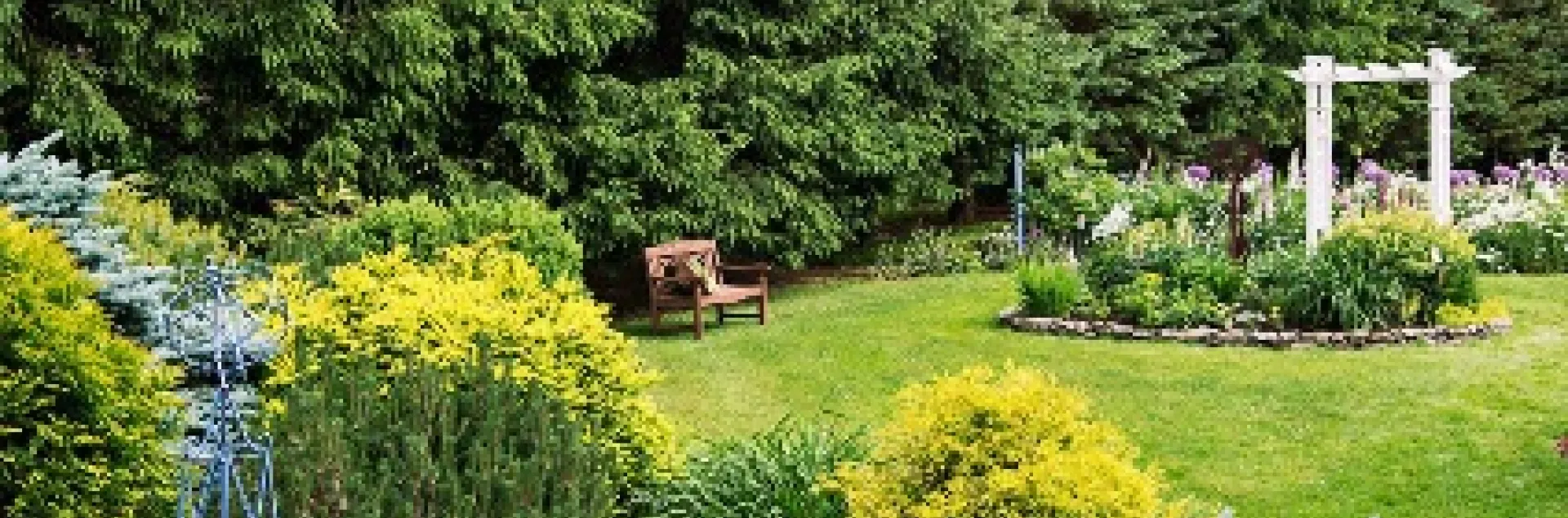 Evergreen trees and shrubs 