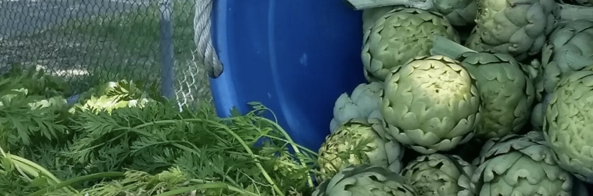 Grace Garden, artichoke harvest