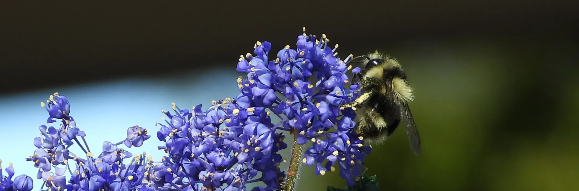 Julia Phelps Ceanothus with Bumblebee