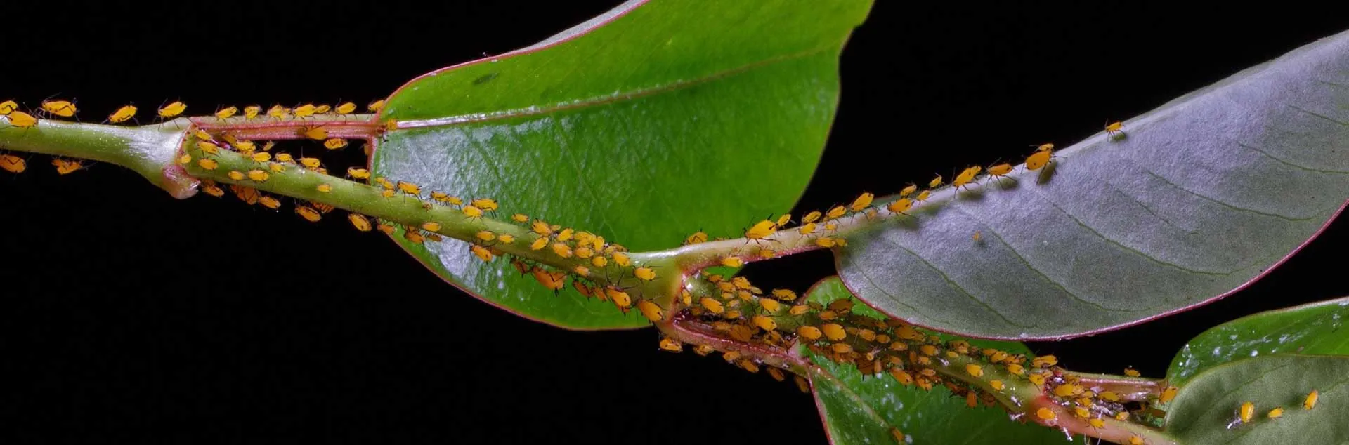 Garden Scene Investigator - Zoom