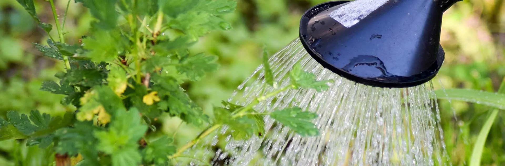 Water Better, Not Better - Westminister