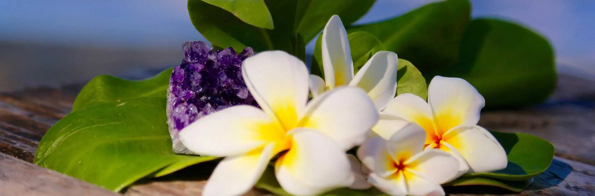 PODCAST] Plumeria | UC Master Gardeners of Orange County
