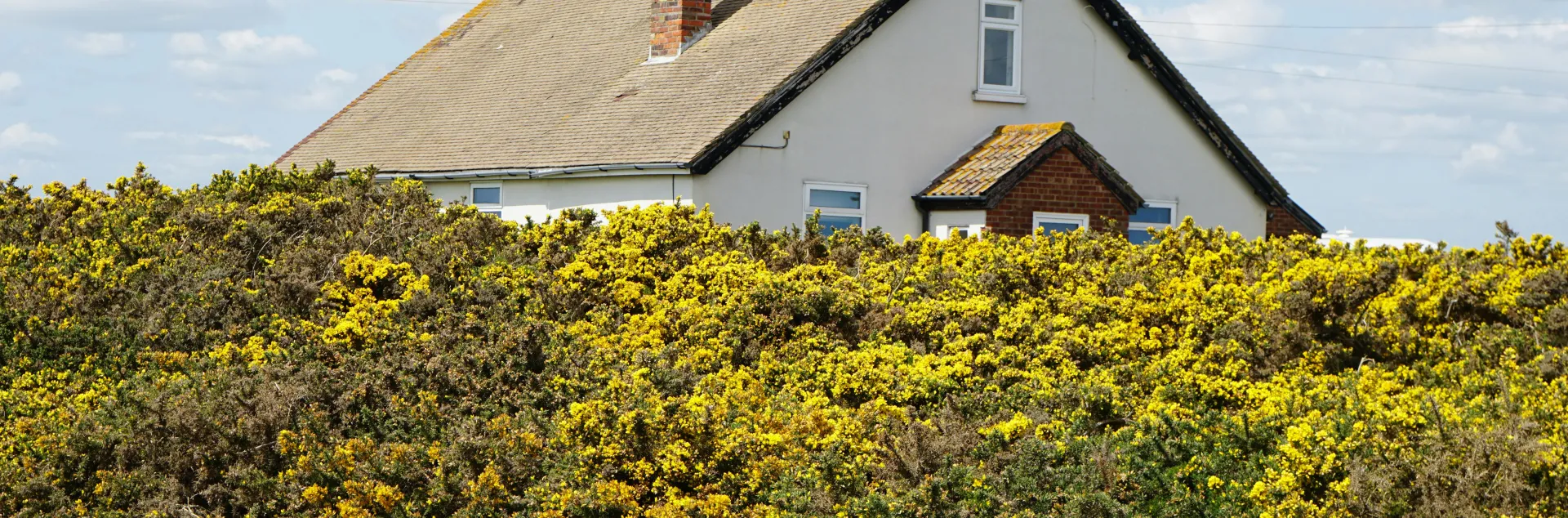 hedge around a house