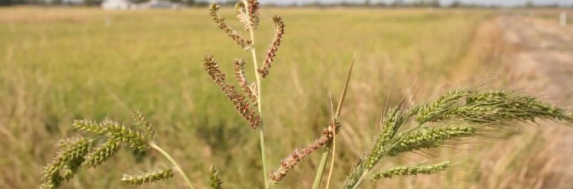 Late watergrass (Left), barnyardgrass (Center), and early watergrass (Right)