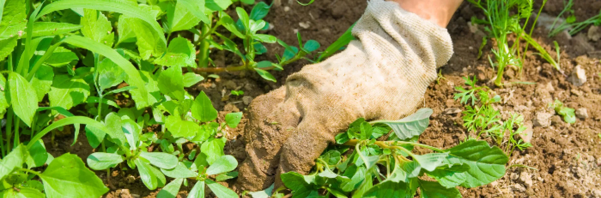 weed management