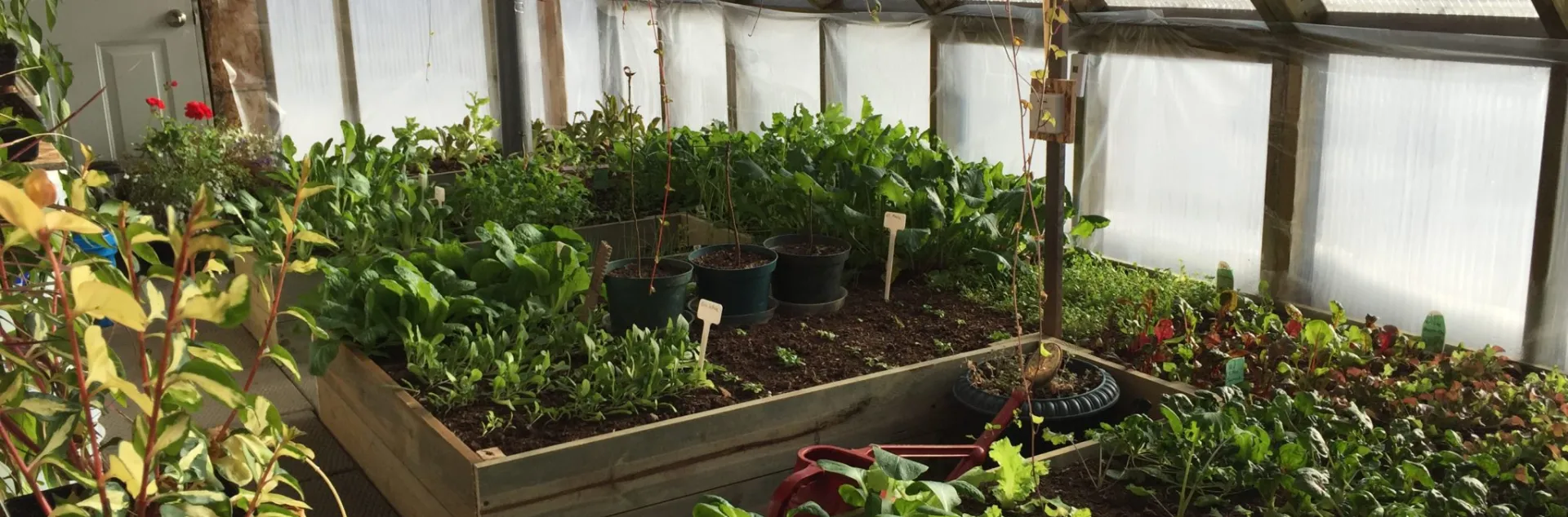 winter vegetable inside green house 