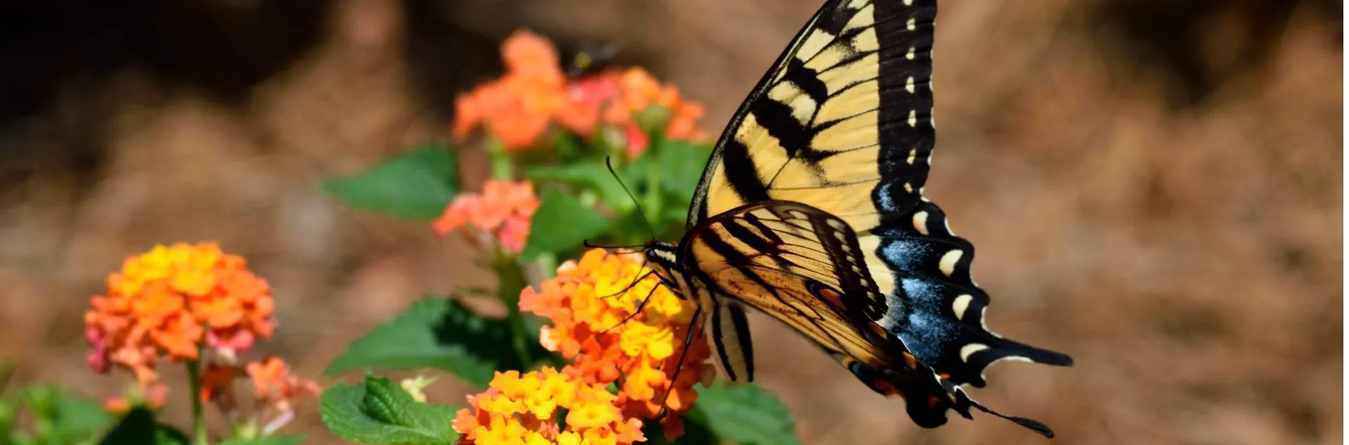 Yellow swallowtail on lantana