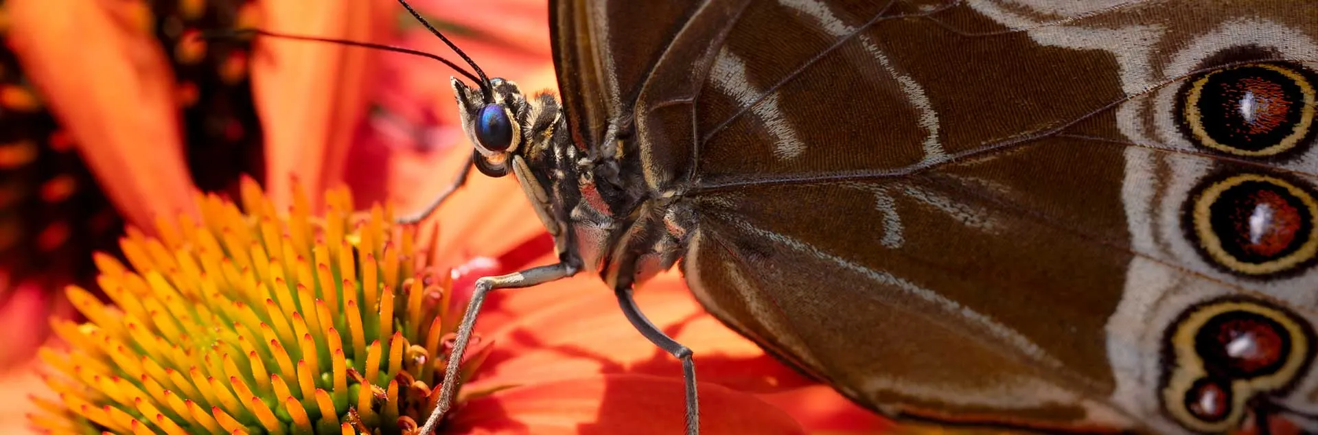 Bees, Butterflies, and Other Pollinators - Huntington Beach