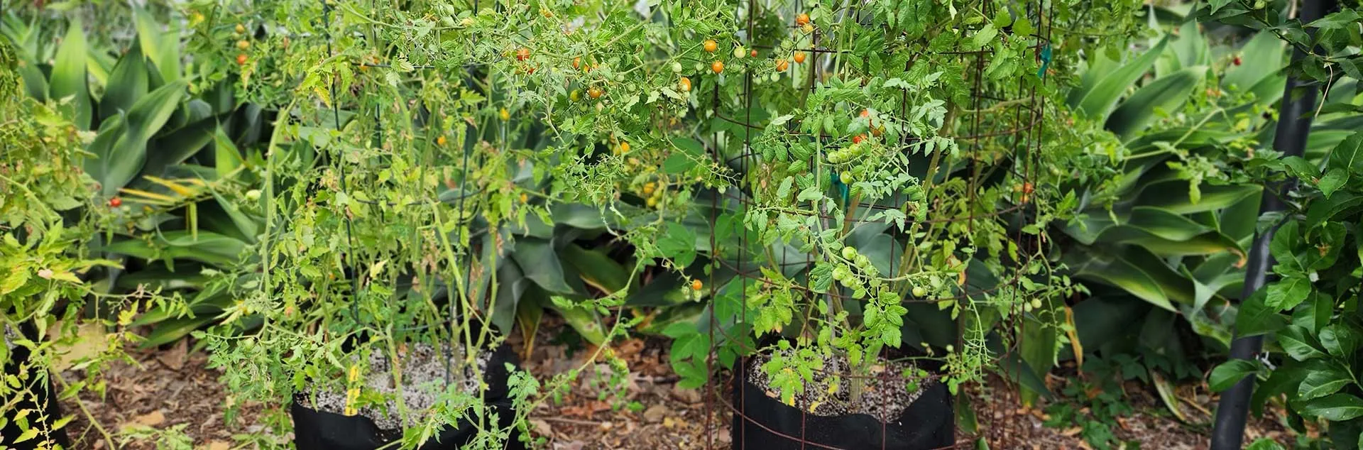 {PODCAST] Kids Summer Gardening Projects