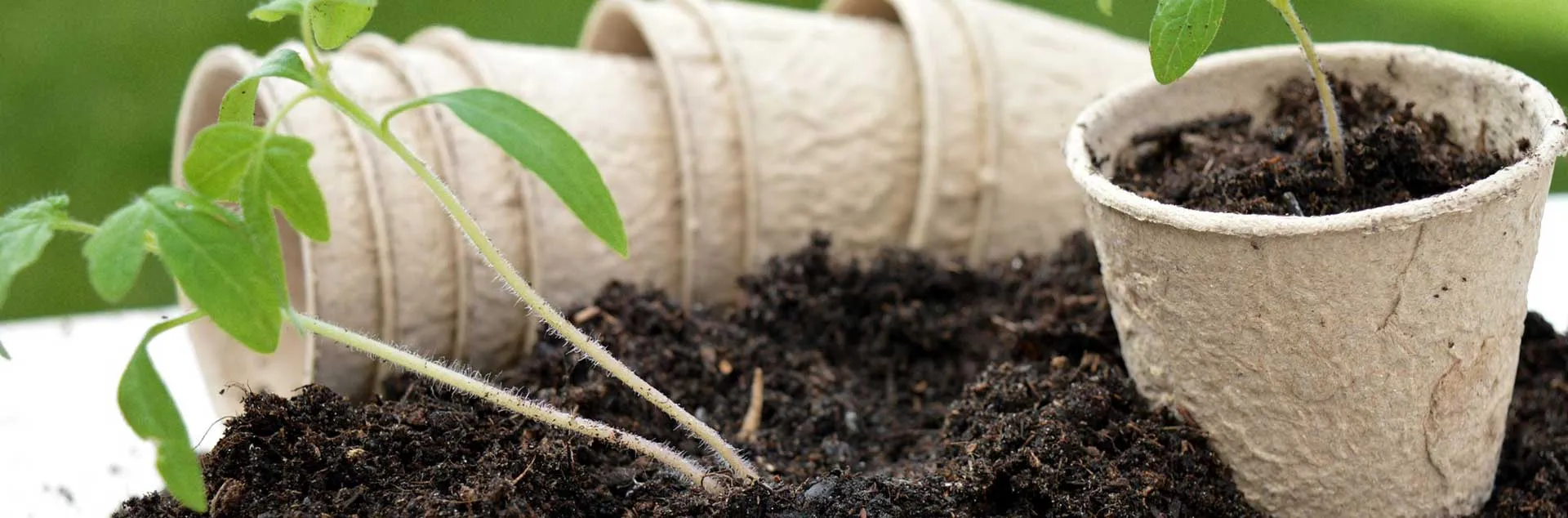 Tending Your Soil - Laguna Niguel