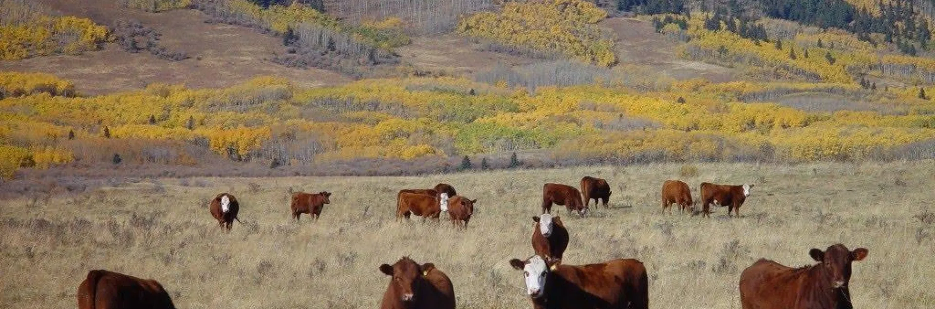 cows on rangeland