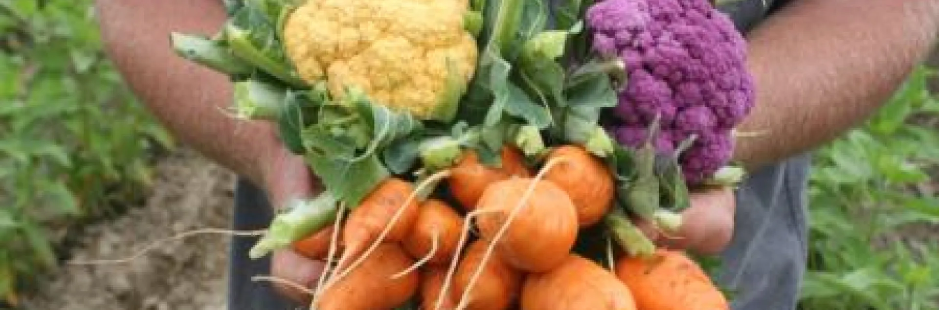 fall winter vegetables