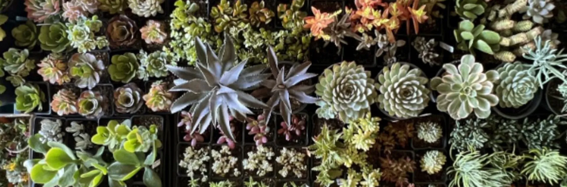 Succulent and Ceramics garden sale 2025