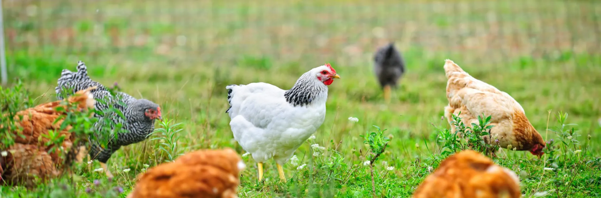 sustainably raised poultry