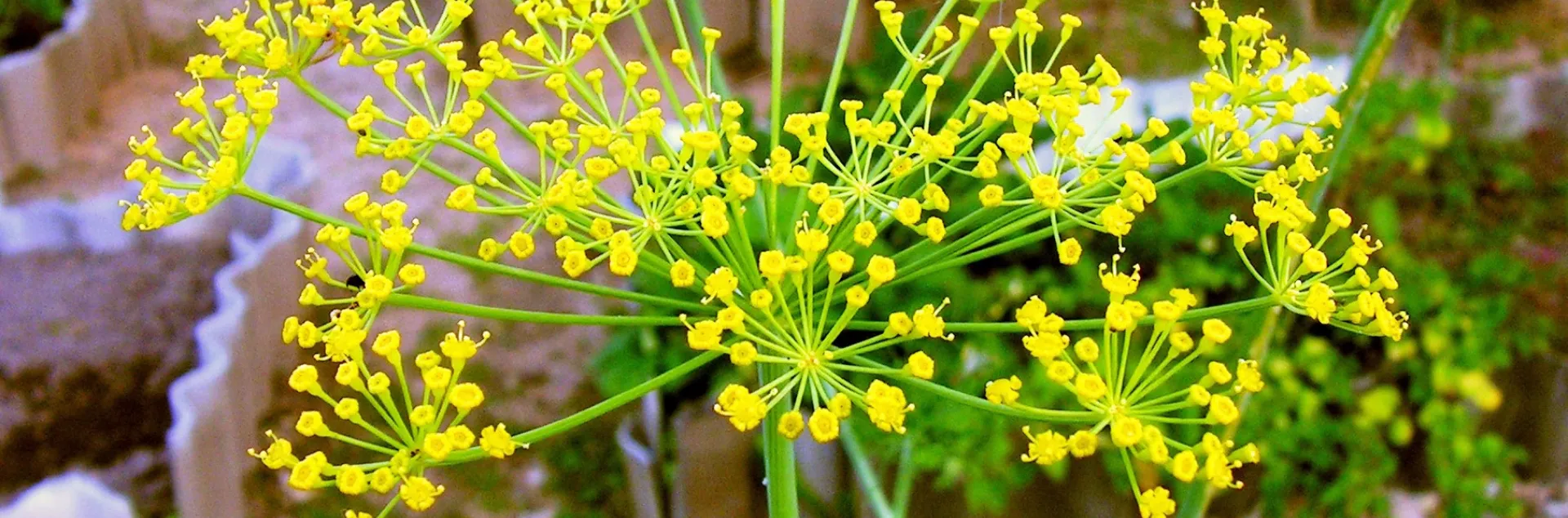 Dill (Anethum graveolens)