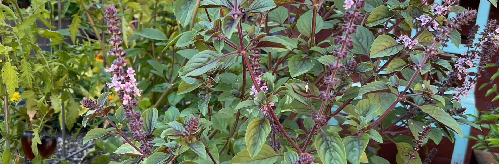 African Blue Basil plant with purple flowers