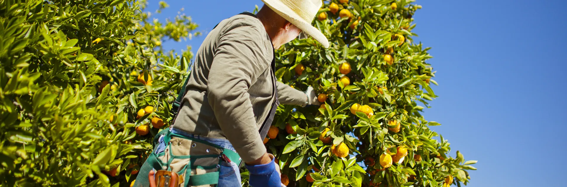 Person picking citrus fruit from a tree