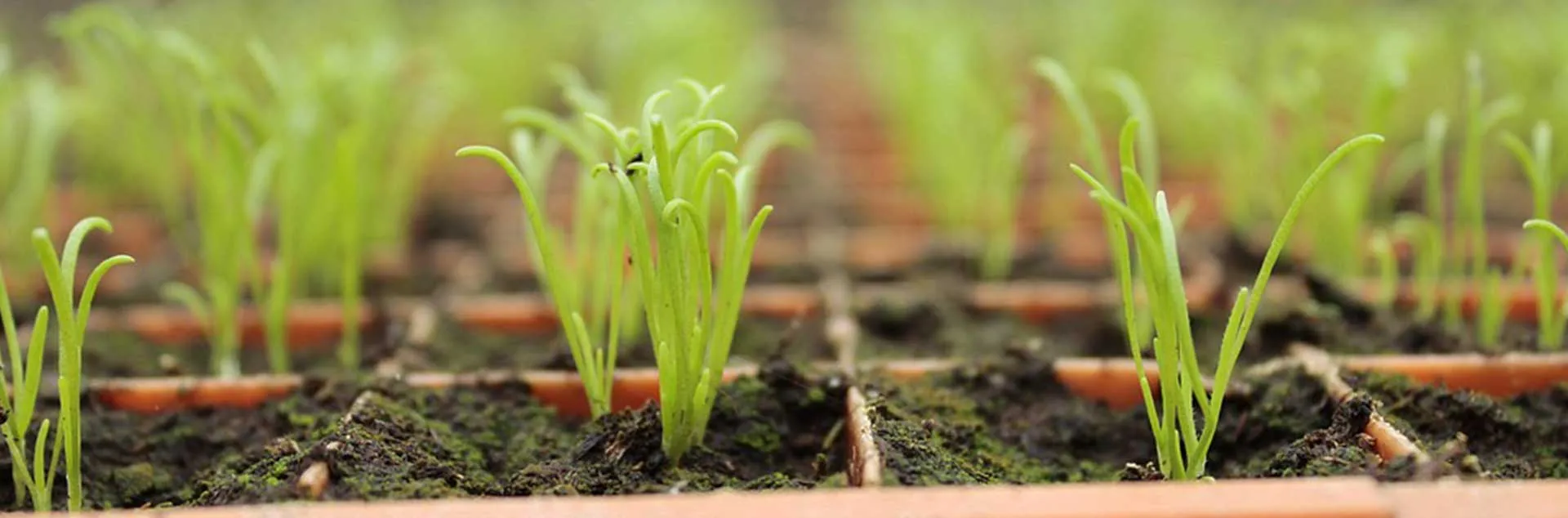 Bargain Gardening - Mission Viejo