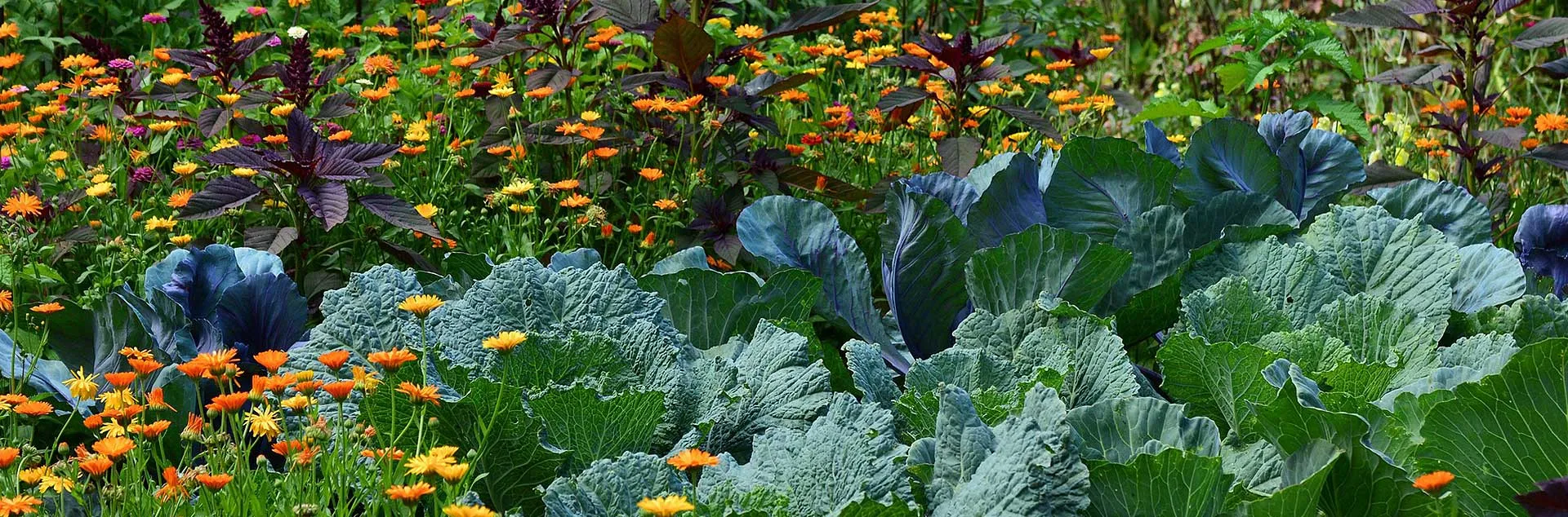 Grow It Now-Spring Vegetables - Anaheim