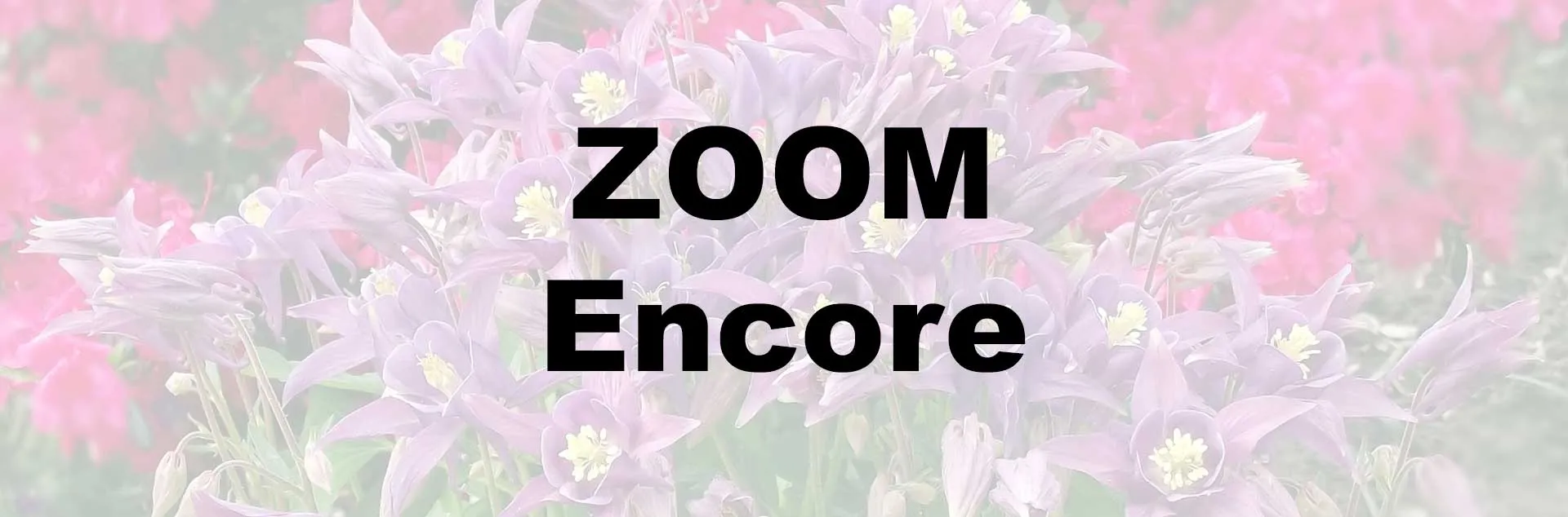Simply Succulents - Zoom Encore