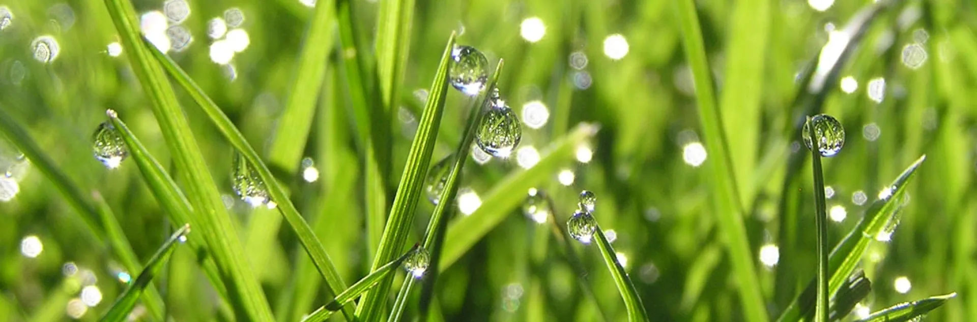 dew drops on blades of grass