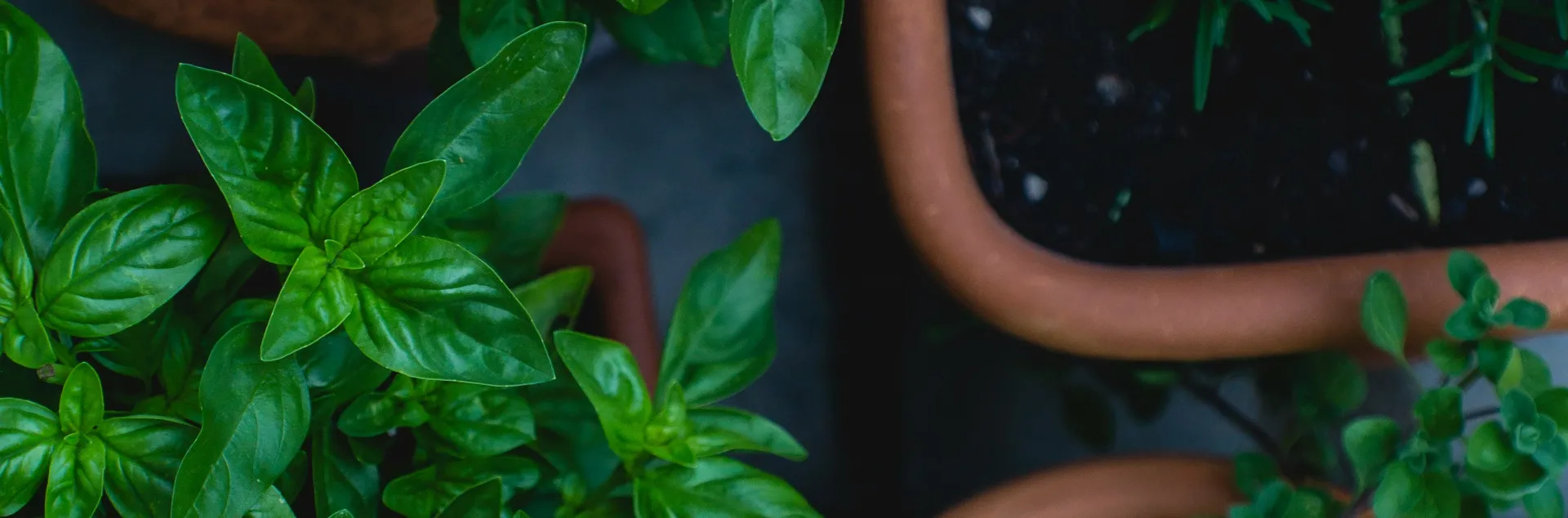 Fresh herbs in pots