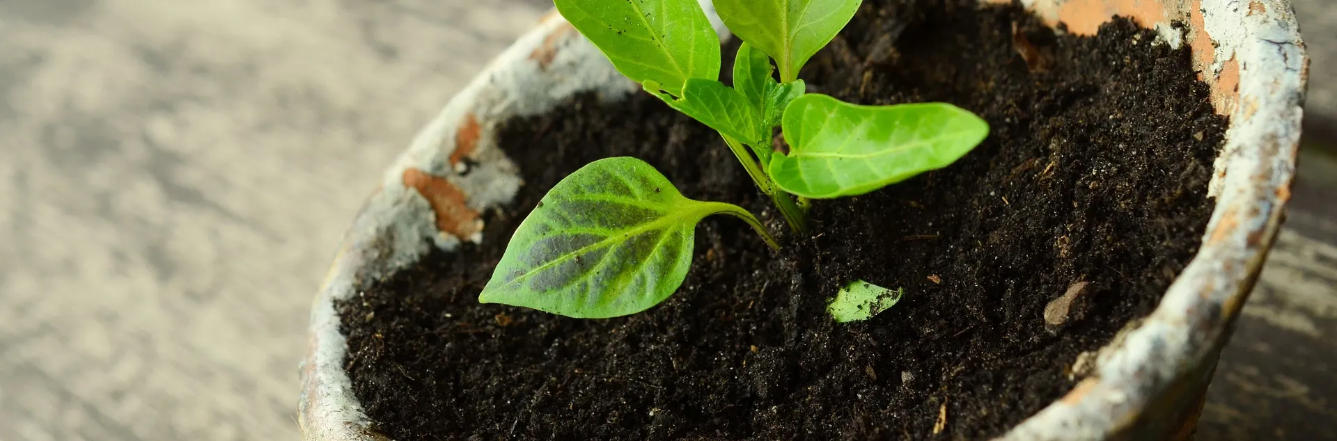 small seedling in a pot