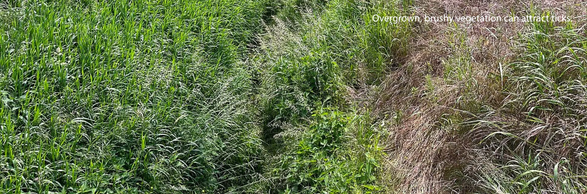 Overgrown, brushy vegetation that can attract ticks