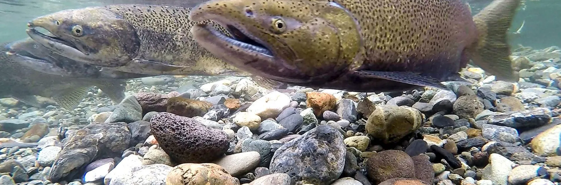 Salmon in gravel bottom water from City of modesto website 