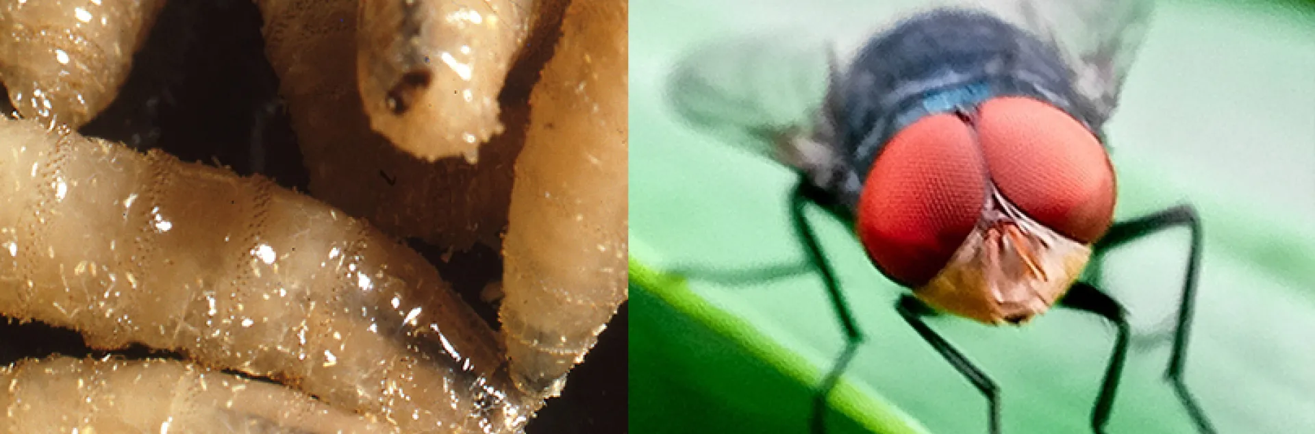 New World Screwworm fly and larvae